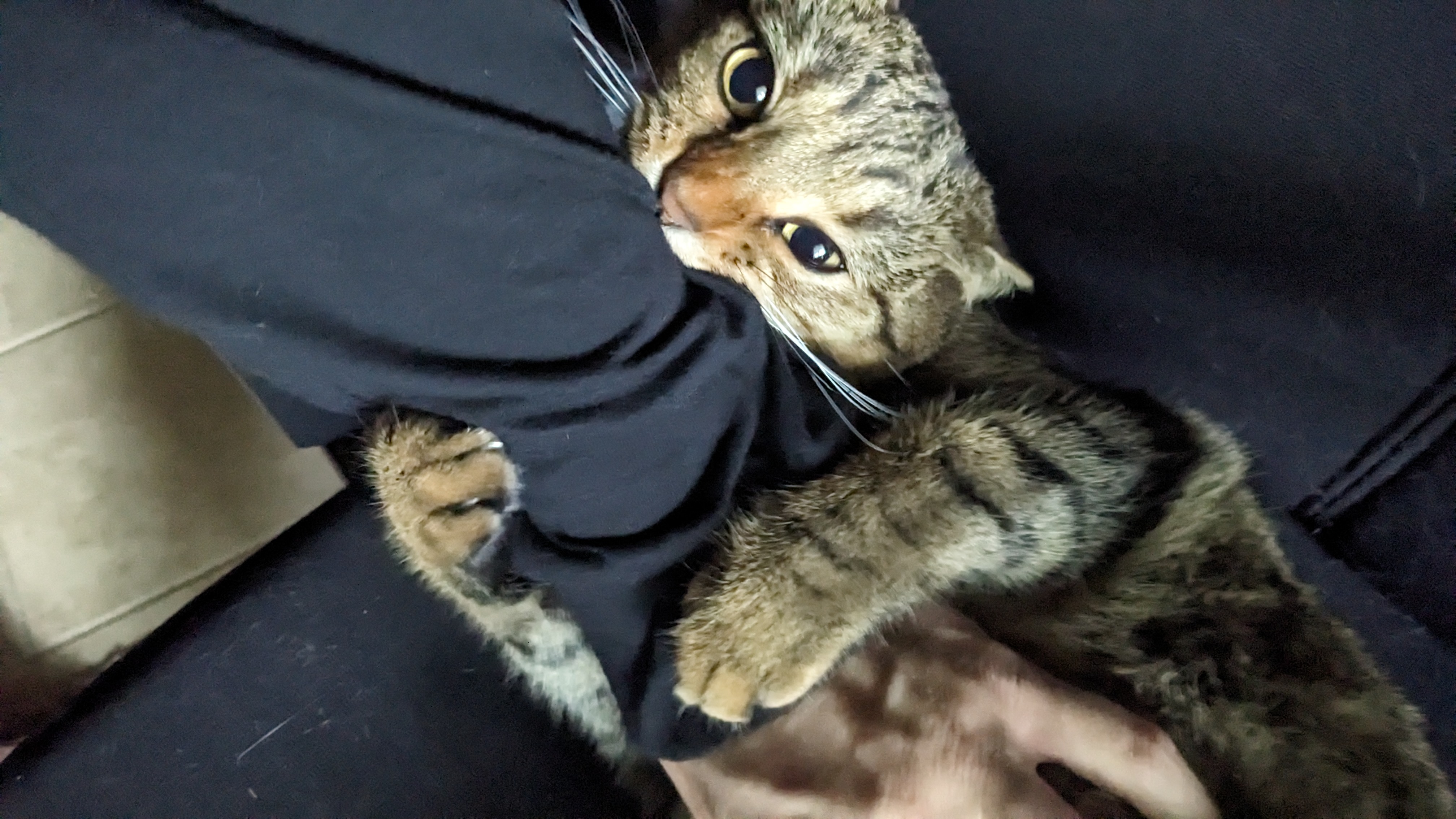 Paxton's cat named May biting Paxton's arm