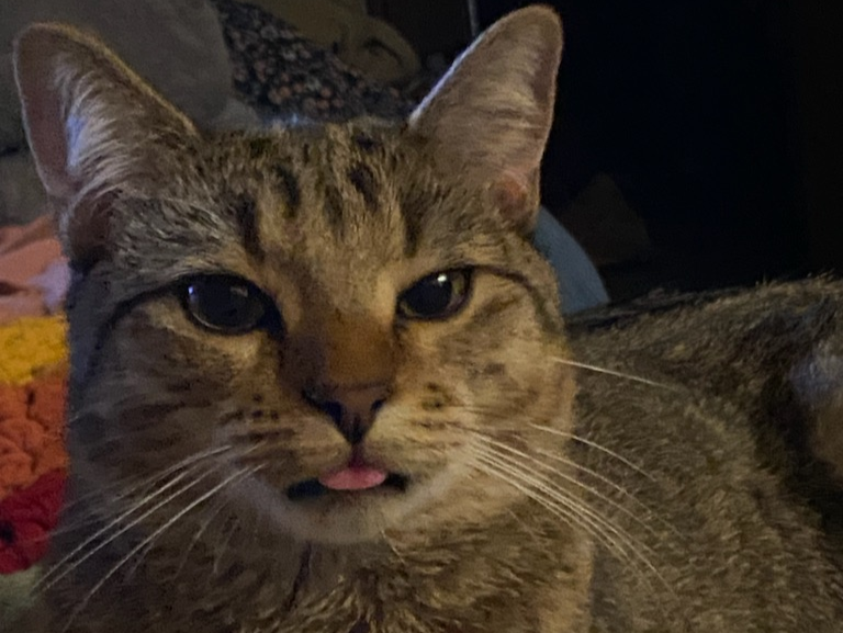 Paxton's cat named May sticking his tongue out slighlty, commonly referred to as a blep